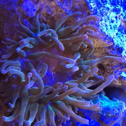 I have gotten many great corals and fish and all healthy and beautiful!