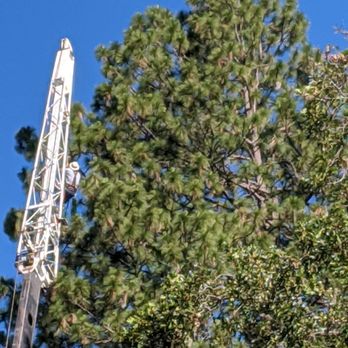 Flying Squirrel Tree Care - Tree Services Near Me - Grass Valley, California Flying Squirrel Tree Care - Tree Services Near Me - Grass Valley, California