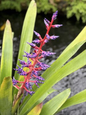 Lincoln Park Conservatory (Free with Reservations) by null