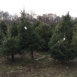 Shawnee Trail Tree Farm - More precut trees.