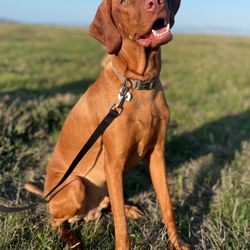 Pawsitive Momentum - Leo's first day class portrait!