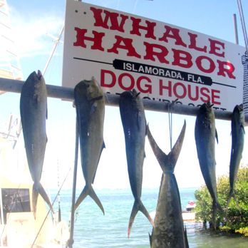 Dog House Charters - Dog House Charters in Islamorada, Florida - Boat Charters Near Me - Islamorada, Florida Keys, Florida