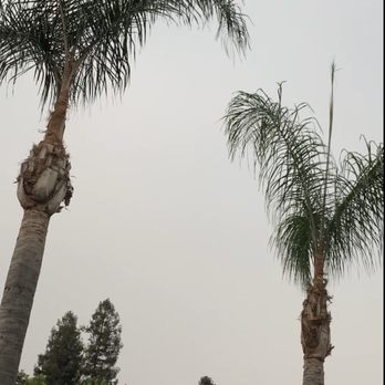 Travis Tree Service - This is the after photo of the trimmed Palm trees around pool - Tree Services Near Me - Fresno, California Travis Tree Service - This is the after photo of the trimmed Palm trees around pool - Tree Services Near Me - Fresno, California
