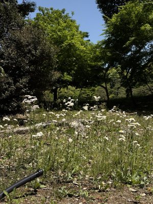 Rikugien Gardens by null