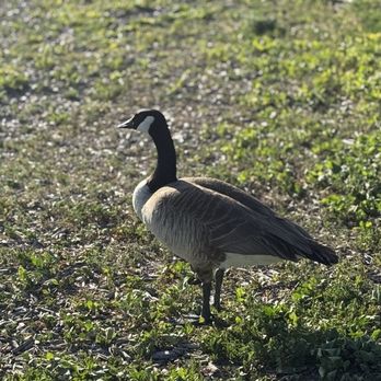 Lake Murray - Goose - Parks Near Me - La Mesa, California Lake Murray - Goose - Parks Near Me - La Mesa, California