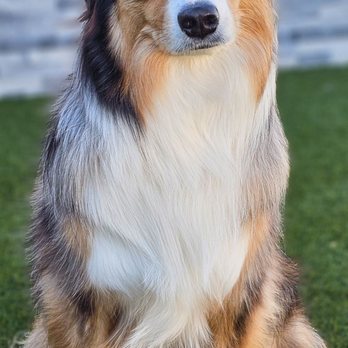 Salt River Veterinary Specialists - Veterinarians Near Me - Scottsdale, Arizona Salt River Veterinary Specialists - Veterinarians Near Me - Scottsdale, Arizona