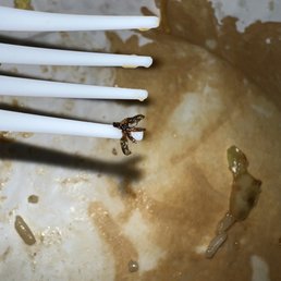 Bugs in the food