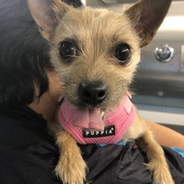 Happy chihuahua! She who hates being groomed by her mother but loves Beach Town Pets! Happy chihuahua! She who hates being groomed by her mother but loves Beach Town Pets!