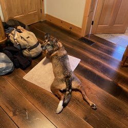 Mellow Vibes Dog Training