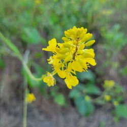 La Sierra Trail Loop - The beauty of nature.