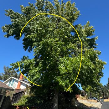 Cal Line Tree Care - Before Trimming - Tree Services Near Me Cal Line Tree Care - Before Trimming - Tree Services Near Me