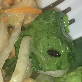 Thai Diva Cuisine - This little bug should not be in my Papaya Salad - Thai Near Me - Woodside, New York Thai Diva Cuisine - This little bug should not be in my Papaya Salad - Thai Near Me - Woodside, New York
