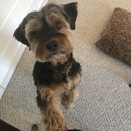 Puppy cut on the cutest little dog ever. This picture is even grown out a bit, but even as it grows out she looks cute.