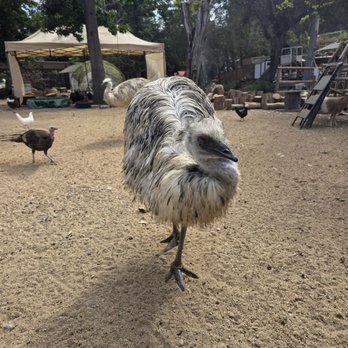 Billie's Chirp and Wag Sanctuary - Animal Assisted Therapy Near Me Billie's Chirp and Wag Sanctuary - Animal Assisted Therapy Near Me