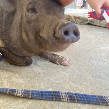 Sugarplum Zoo - The mini pig that welcomes you. - Chocolatiers & Shops Near Me - Temecula, California
