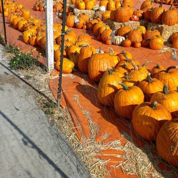 ABC Tree Farms - Pumpkin Patches Near Me - San Carlos, California ABC Tree Farms - Pumpkin Patches Near Me - San Carlos, California