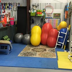Canine Sports Academy - Some of our canine fitness equipment.