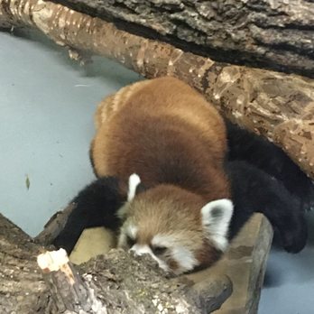 Assiniboine Park Zoo - Zoos Near Me - Winnipeg, Manitoba Assiniboine Park Zoo - Zoos Near Me - Winnipeg, Manitoba