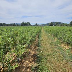 Nappe Blueberry Farms