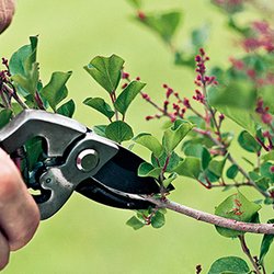 Island Garden Pro Landscaping