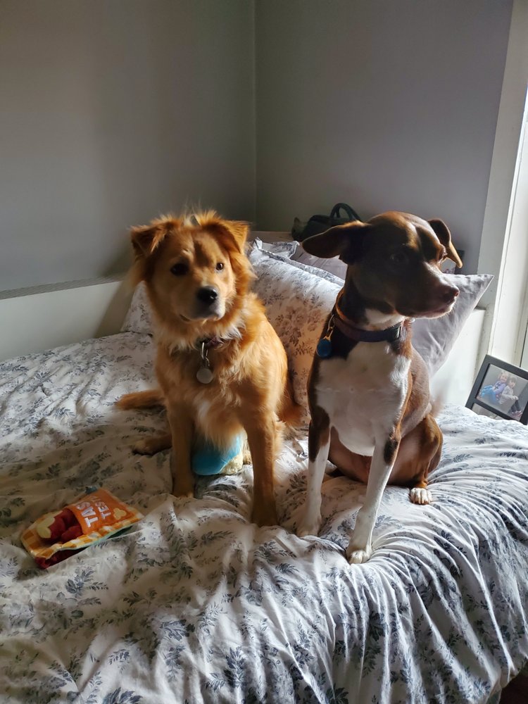 HEARTS N’ PAWS ANIMAL SERVICES Updated September 2024 18 Photos