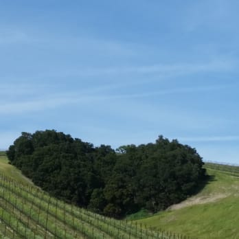 Niner Wine Estates - This is heart hill.. - Wine Tasting Room Near Me - Paso Robles, California Niner Wine Estates - This is heart hill.. - Wine Tasting Room Near Me - Paso Robles, California