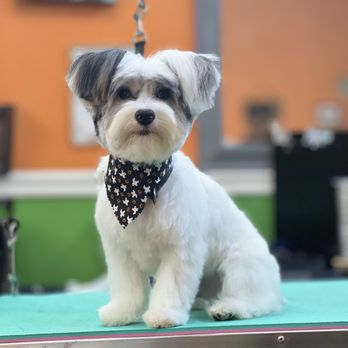 Top Dog Grooming - Pet Groomers Near Me - Katy, Texas
