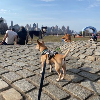 Waggytail Rescue - Pet Adoption Near Me