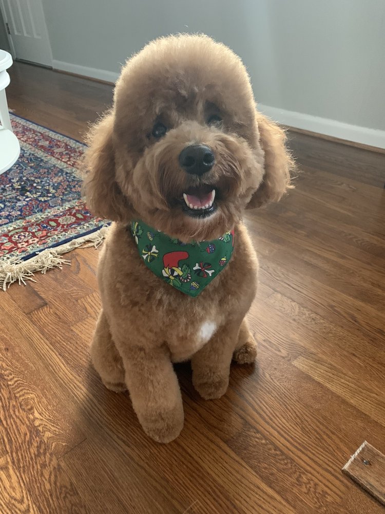 AUSSIE PET MOBILE SOUTH CAROLINA 11 Photos & 13 Reviews Charleston