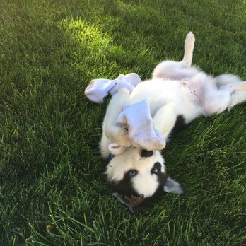 Mountain Shadow Kennels - He has such a great personality! - Pet Sitting Near Me - West Bountiful, Utah Mountain Shadow Kennels - He has such a great personality! - Pet Sitting Near Me - West Bountiful, Utah