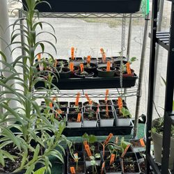 PJ's Plant Shop