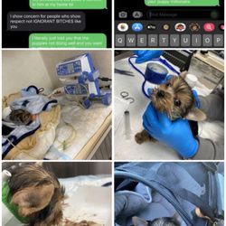 Yorkies of Houston - My sick dog dying and Yorkies of Houston having ZERO regard to how he was doing.