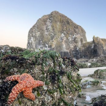 Haystack Rock - Amazing sealife and views on Cannon Beach - Landmarks & Historical Buildings Near Me - Cannon Beach, Oregon Haystack Rock - Amazing sealife and views on Cannon Beach - Landmarks & Historical Buildings Near Me - Cannon Beach, Oregon