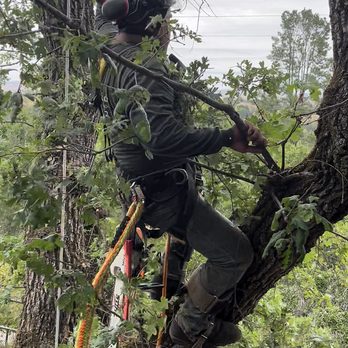 JMV Tree Service - Tree Services Near Me - Hayward, California JMV Tree Service - Tree Services Near Me - Hayward, California
