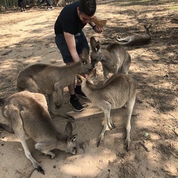 Lone Pine Koala Sanctuary - Feeding Koalas - Zoos Near Me - Fig Tree Pocket, QLD