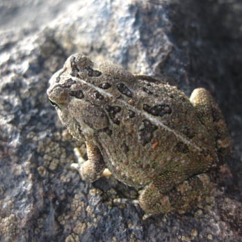 Ramapo Valley County Reservation - Froggie - Hiking Near Me - Mahwah, New Jersey Ramapo Valley County Reservation - Froggie - Hiking Near Me - Mahwah, New Jersey