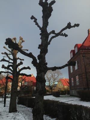 Ullevål Hageby by null