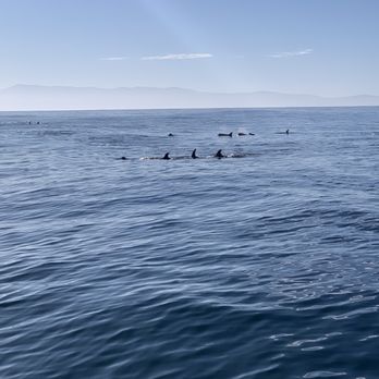 Discovery Whale Watch - Dolphins - Whale Watching Tours Near Me - Monterey, California