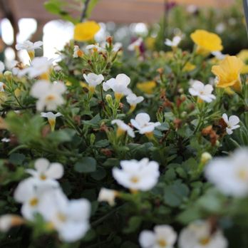 Armstrong Garden Centers 61 Photos 58 Reviews Nurseries