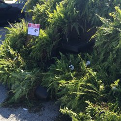 Giant Eagle - Nice cheap ferns