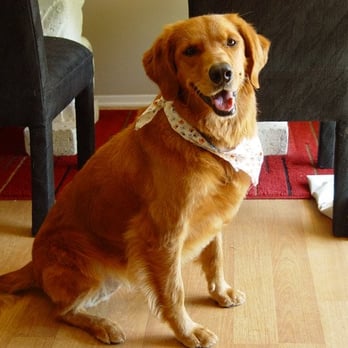 Dog Grooming by Michael  - Happy Customer - Pet Groomers Near Me - Carrollton , Texas