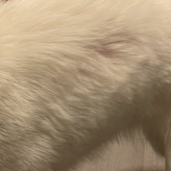 Pups in Tubs - EDDIE O FULL OF SHIT NOTHING BUT A LIAR - Pet Groomers Near Me - Los Angeles, California
