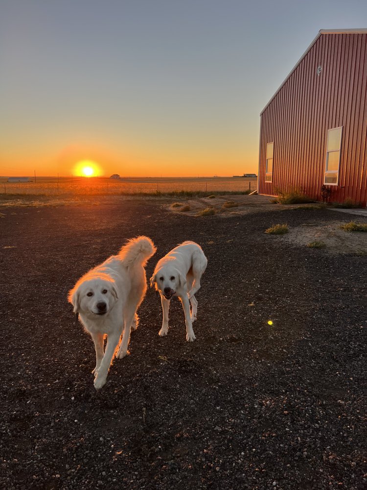 Tail Waggin - pet boarding facility in Hudson, CO