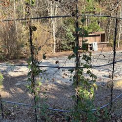 Tall Tales Brewing Company - The growing hops and corn hole games outback when its warm