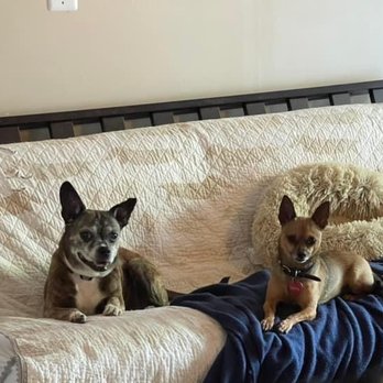 Lakeside Doggie Lounge - Pals relaxing after playtime - Pet Boarding Near Me - Magnolia, Texas Lakeside Doggie Lounge - Pals relaxing after playtime - Pet Boarding Near Me - Magnolia, Texas