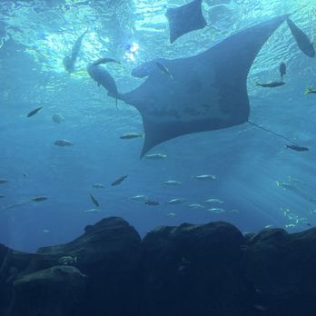 Georgia Aquarium - Ray - Aquariums Near Me - Atlanta, Georgia Georgia Aquarium - Ray - Aquariums Near Me - Atlanta, Georgia