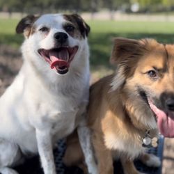 K-9 Dog Park - Dogs enjoying shaded picnic table