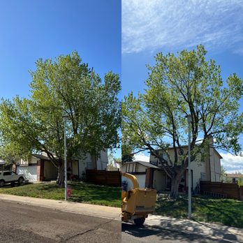 Tree Express - Front silver maple trimmed about 50 foot tall that just need an healthy trim all around and also raise up 5 ft off the house - Tree Services Near Me - Denver, Colorado Tree Express - Front silver maple trimmed about 50 foot tall that just need an healthy trim all around and also raise up 5 ft off the house - Tree Services Near Me - Denver, Colorado