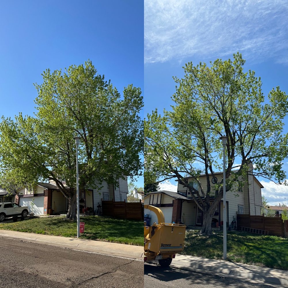 Tree Express - tree service in Denver, CO