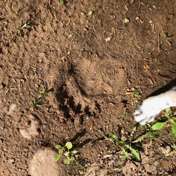 Bear Paw Outdoor Adventure Resort - Mountain bike track. Mama Bear Paw Track and our dog Blue's paw.. May 2019 Nicolet National Forest